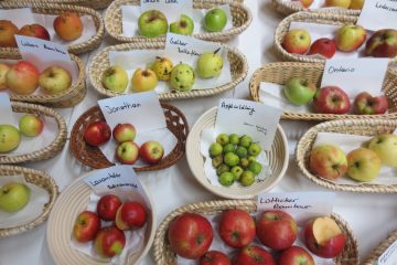 ausgestellte Apfelsorten am Tag der alten Obstsorten