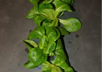 Vogerlsalat