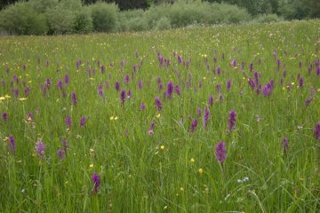 Blumenwiese
