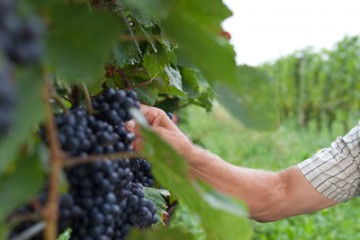 Weinreben mit Trauben