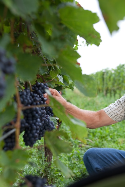 Weinreben mit Trauben