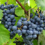 Weinreben