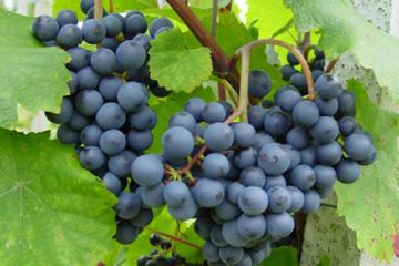 Weinreben