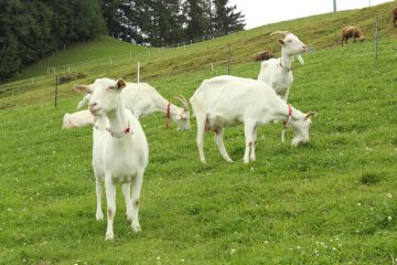 Ziegen auf der Weide