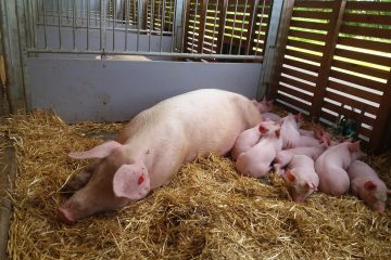 Schweinemutter mit ihren Ferkeln im neuen Abferkelstall