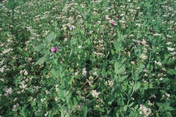 Feld mit Zwischenfrüchten