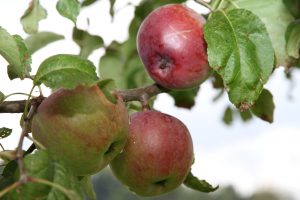 reife Äpfel am Baum