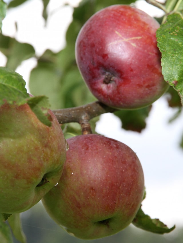 reife Äpfel am Baum
