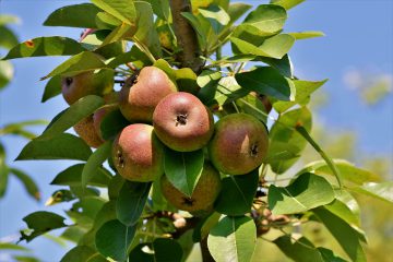 Äpfel auf Ast