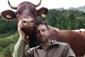 Kuh auf der Alm