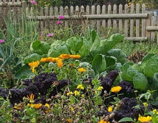 Gutes aus dem Garten