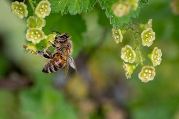 Biene auf Blüten