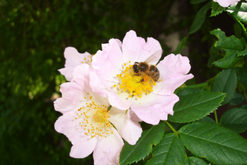 Biene auf Blume