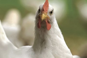 Leitfaden Tierwohl Geflügel