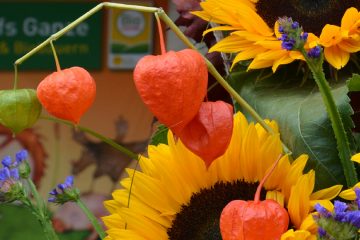 Sonnenblumen auf einer Bühne am Biofest in Graz