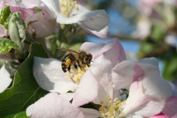 Biene auf einer Blüte