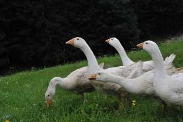 Gänse auf der Weide