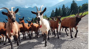 Ziegen