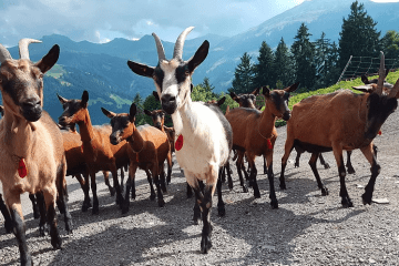Ziegen