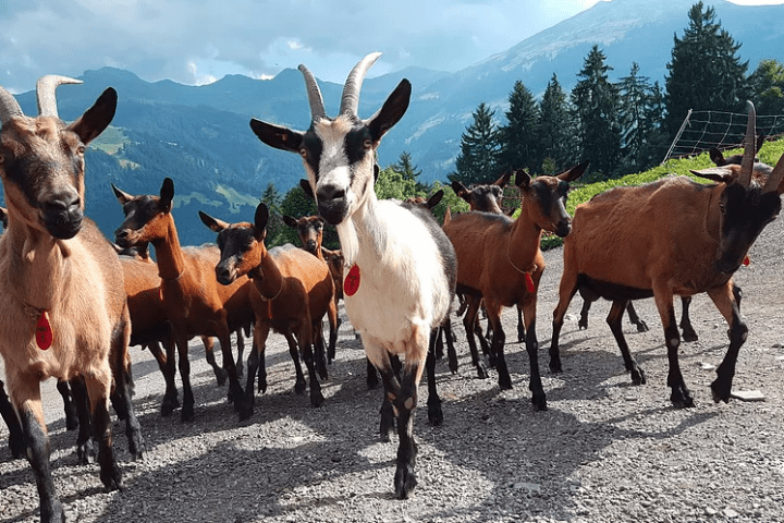 Ziegen