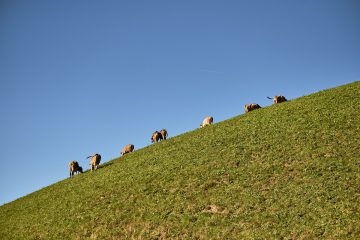 Grünland