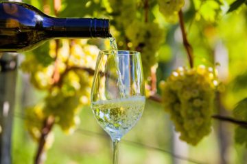 Wein einschenken im Weingarten