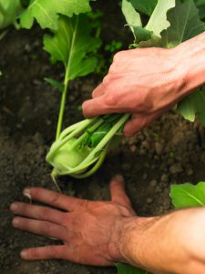 Kohlrabiernte