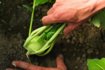 Kohlrabiernte