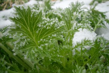 Wintergemüse