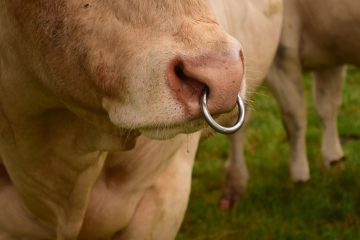 Nasen-Ring bei einem Stier