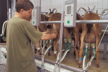 Ziegen werden von einem jungen Bauern gemelkt
