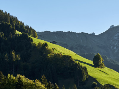 Grünland
