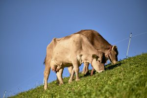 Zwei grasende Milchkühe