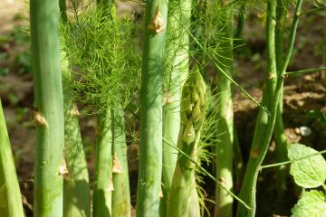 Spargel