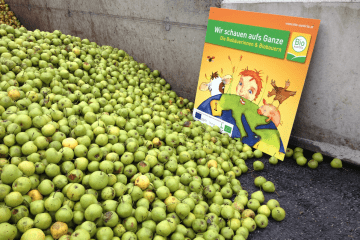 Gesammelte Bio-Birnen, die zu Saft weiterverarbeitet werden.