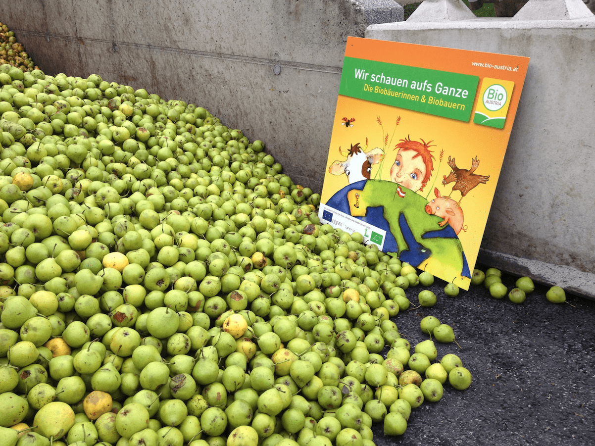 Gesammelte Bio-Birnen, die zu Saft weiterverarbeitet werden.