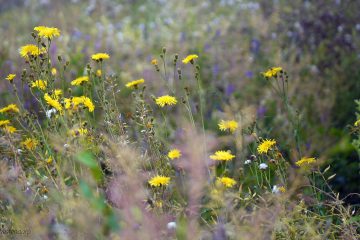 Blumenwiese