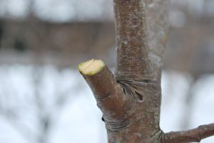 Winterschnitt
